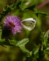 Kohlweissling und Biene